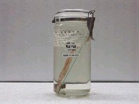 藏品(窄體舌鰨)的圖片